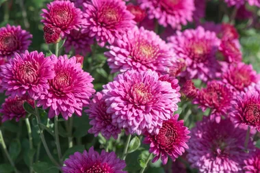 Why your chrysanthemums look dead after flowering