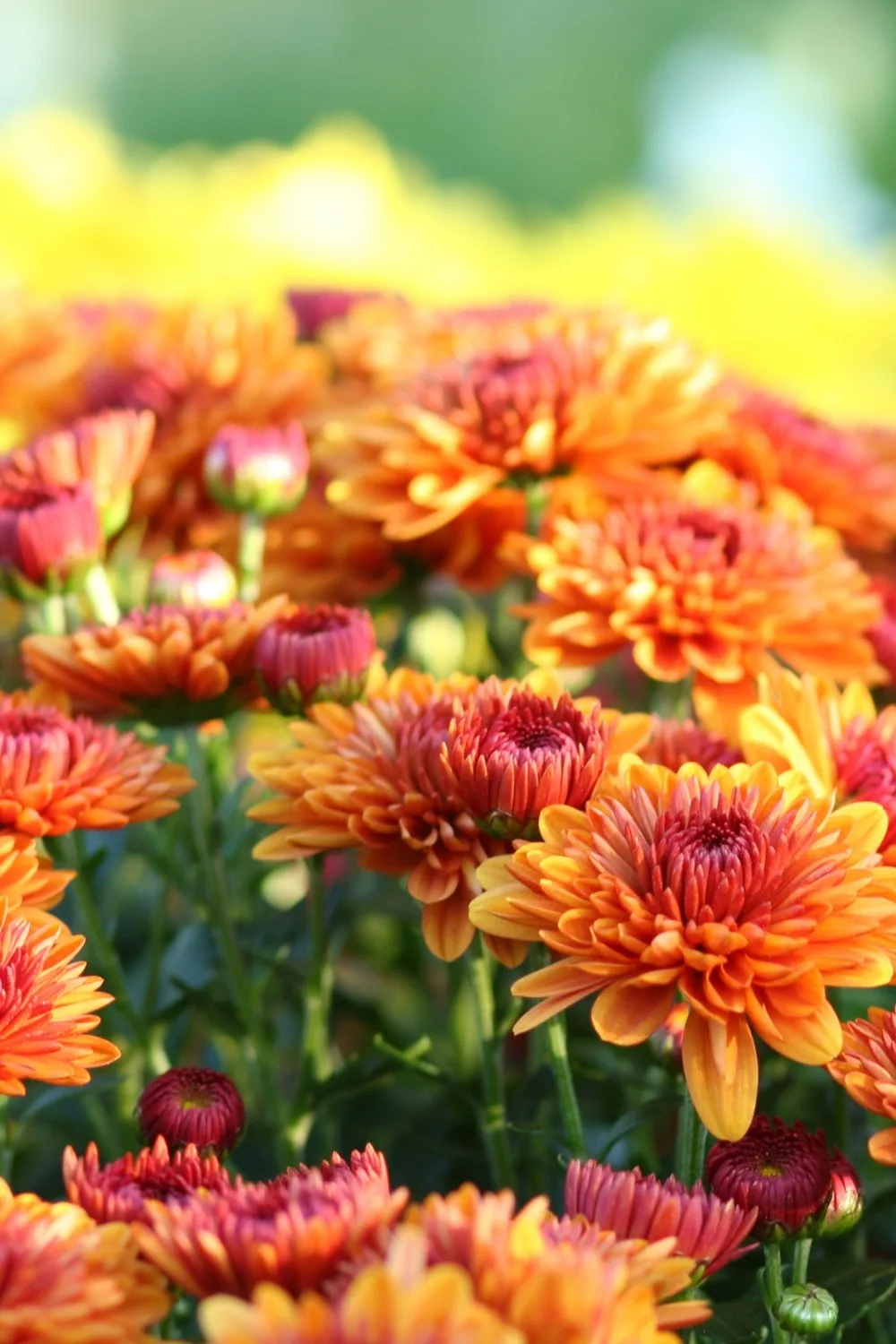 chrysanthemums in orange