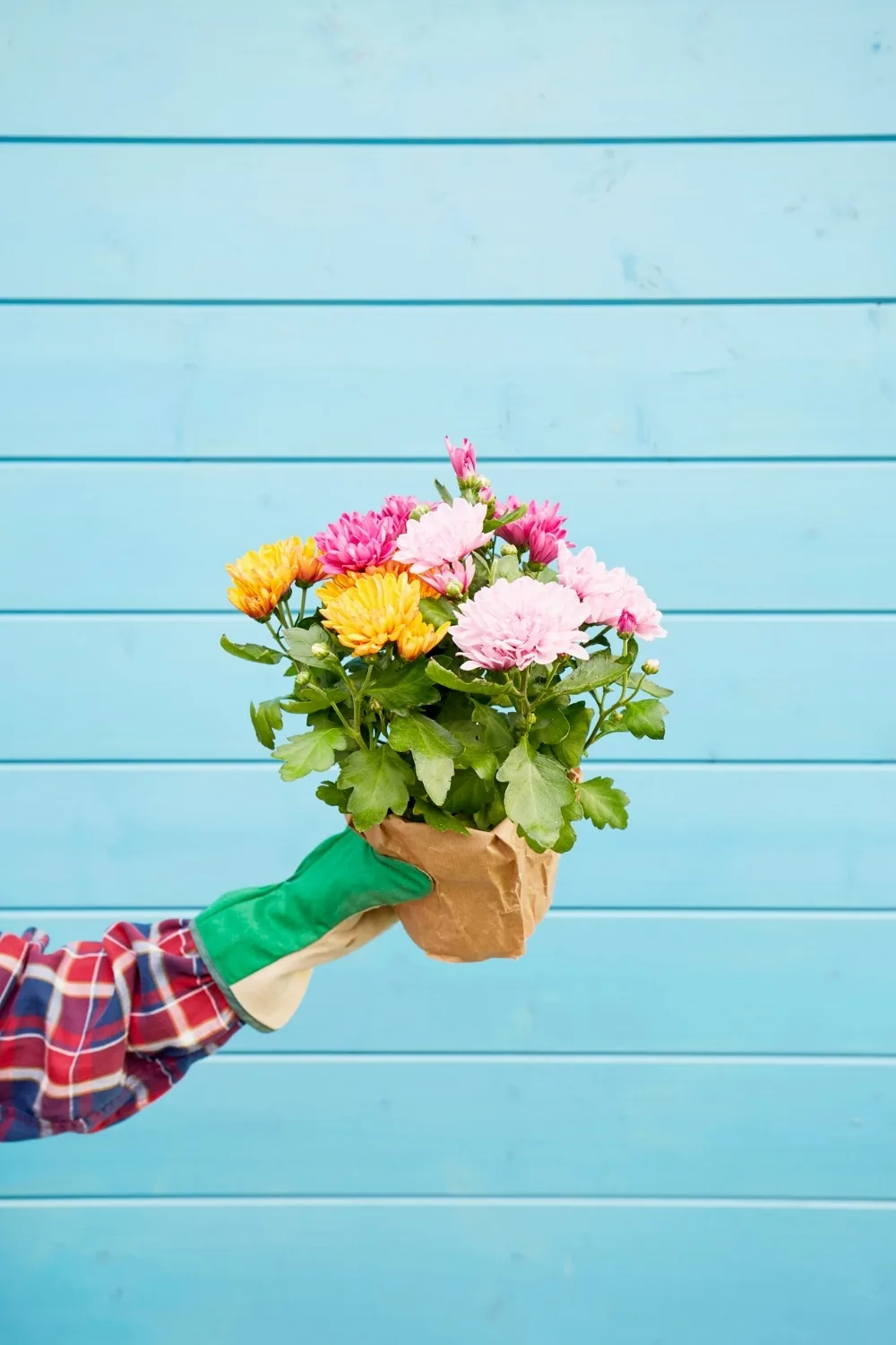 chrysanthemum in pot