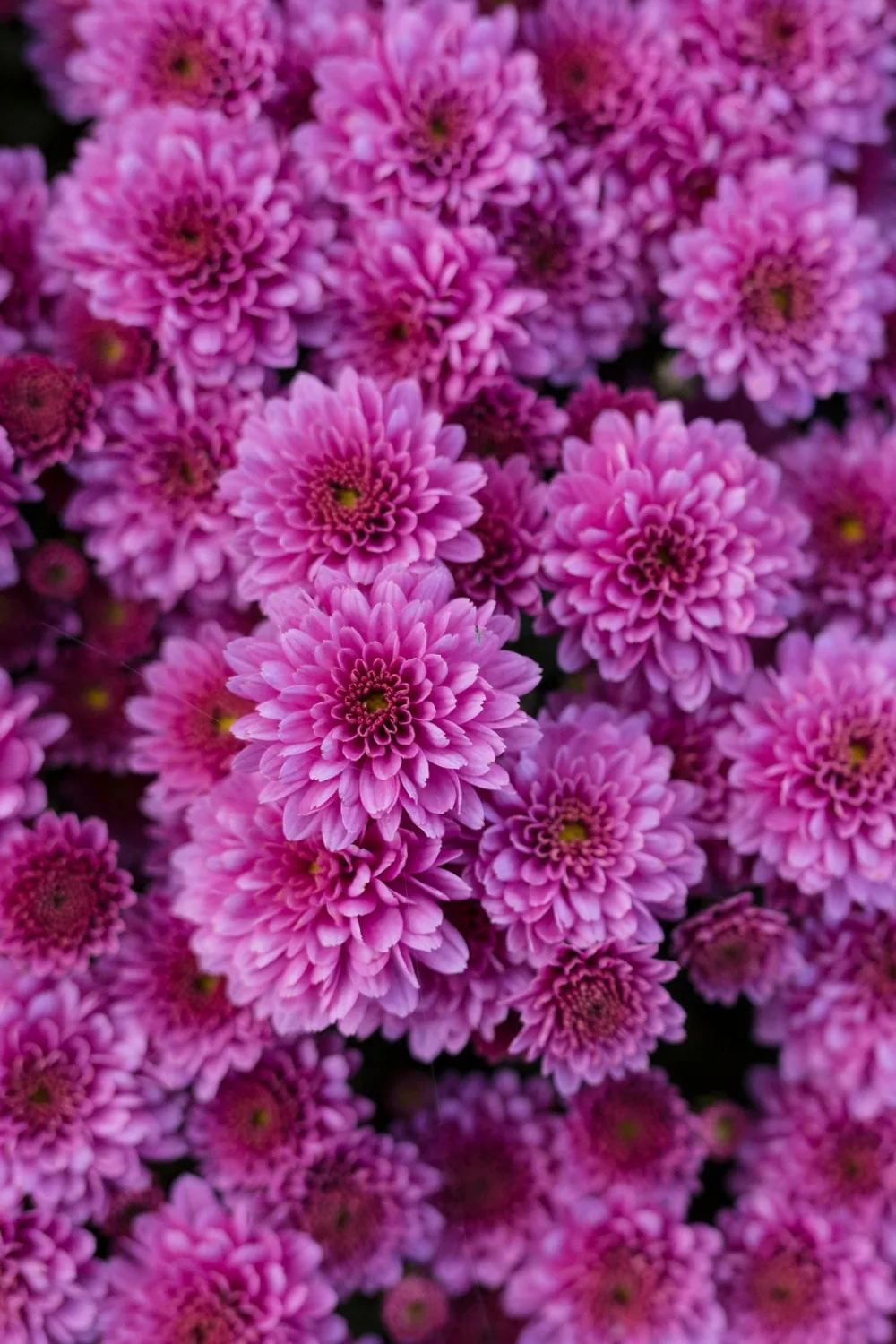 Chrysanthemums close-up purple flowers