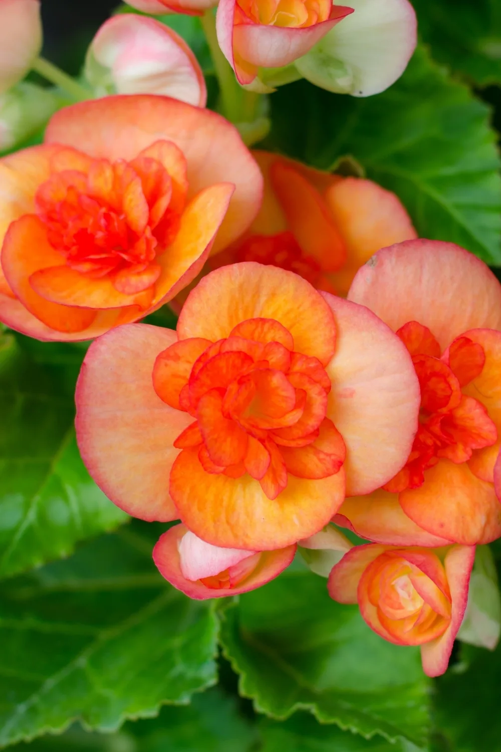 begonias