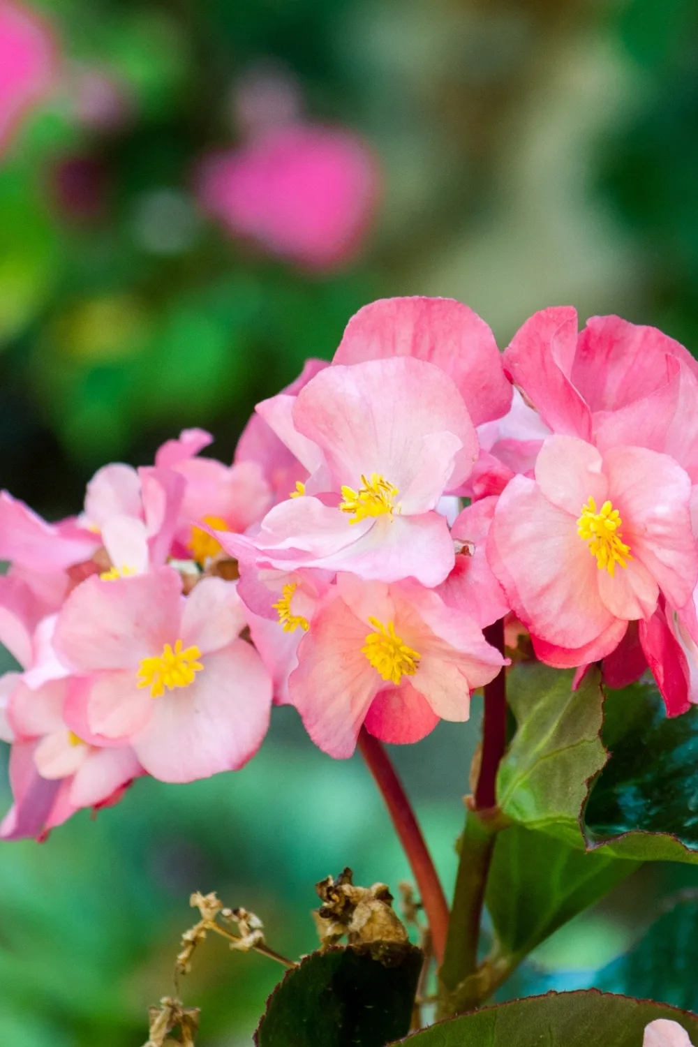 begonias