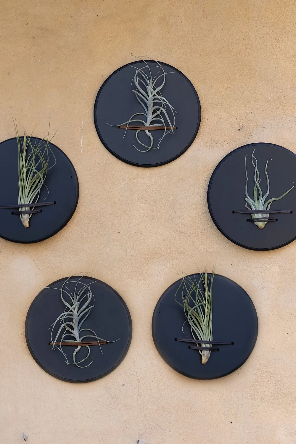 tillandsia-plaques