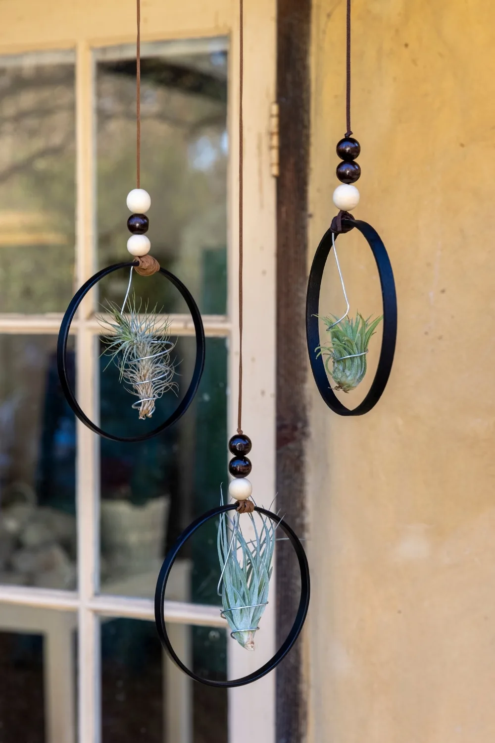 air-plant-hanger