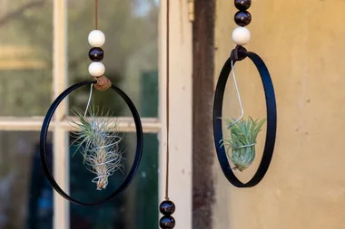 Creative ways to display air plants