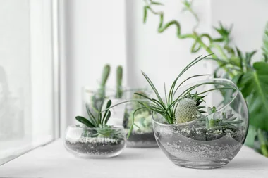 The best plants to add to your terrarium