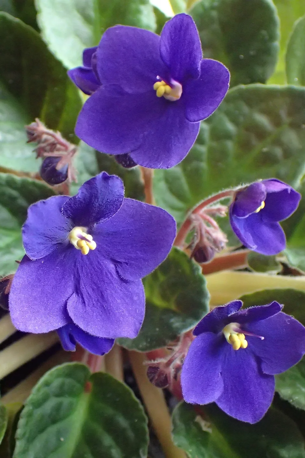 african-violets