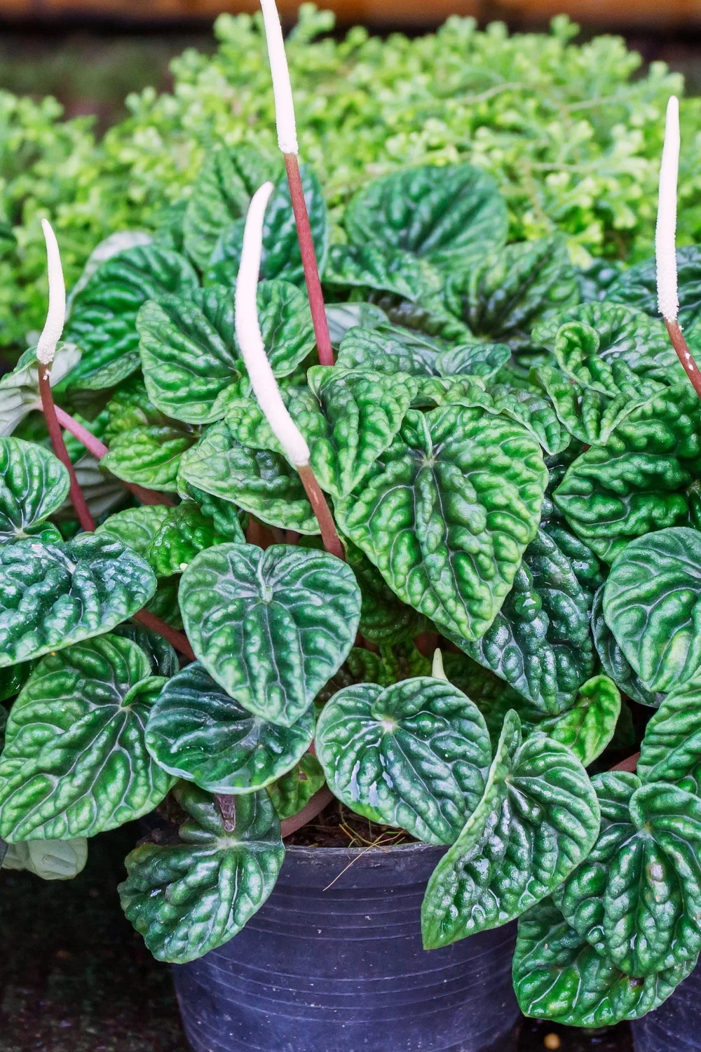 peperomia