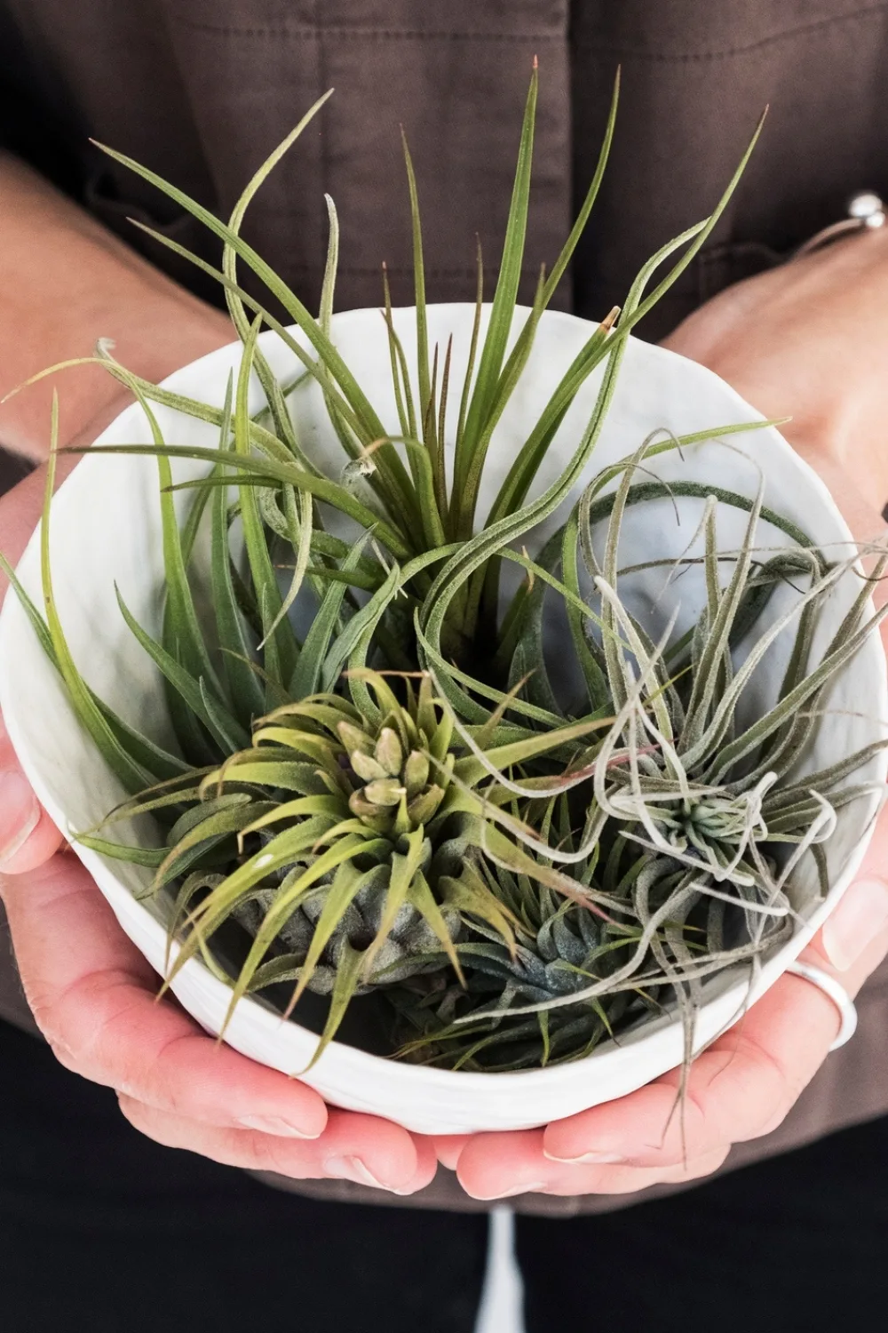 air-plants