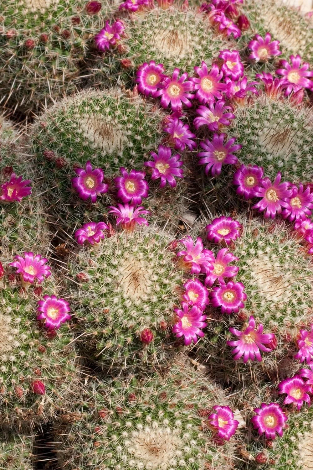 pin-cushion-cactus