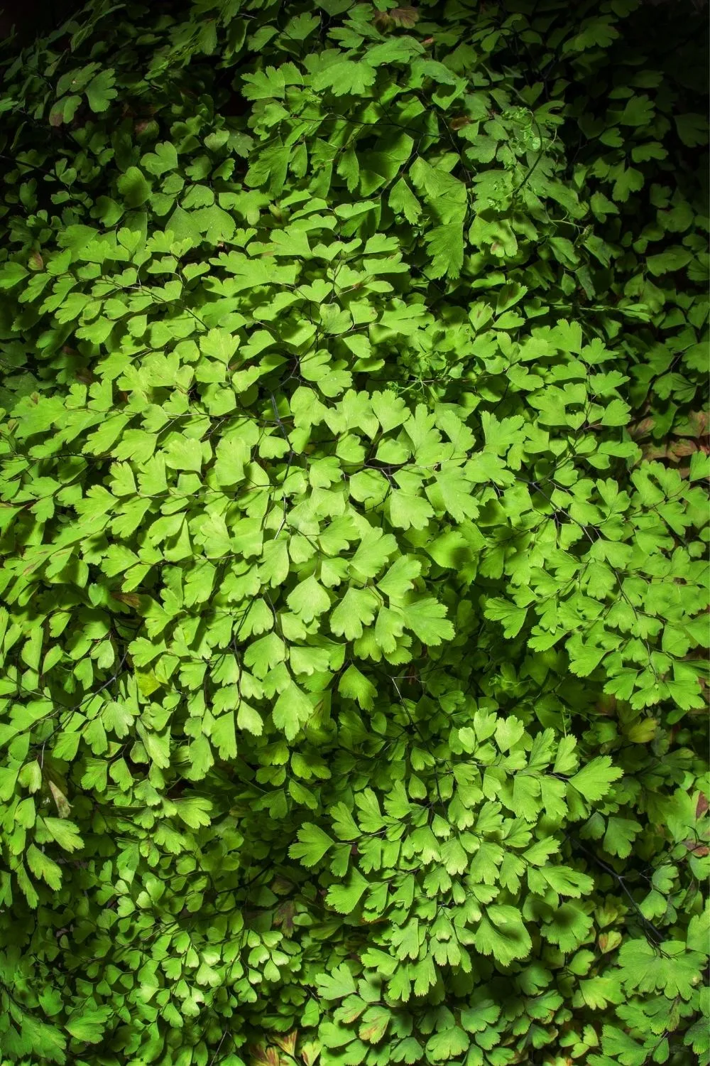 maiden-hair-fern