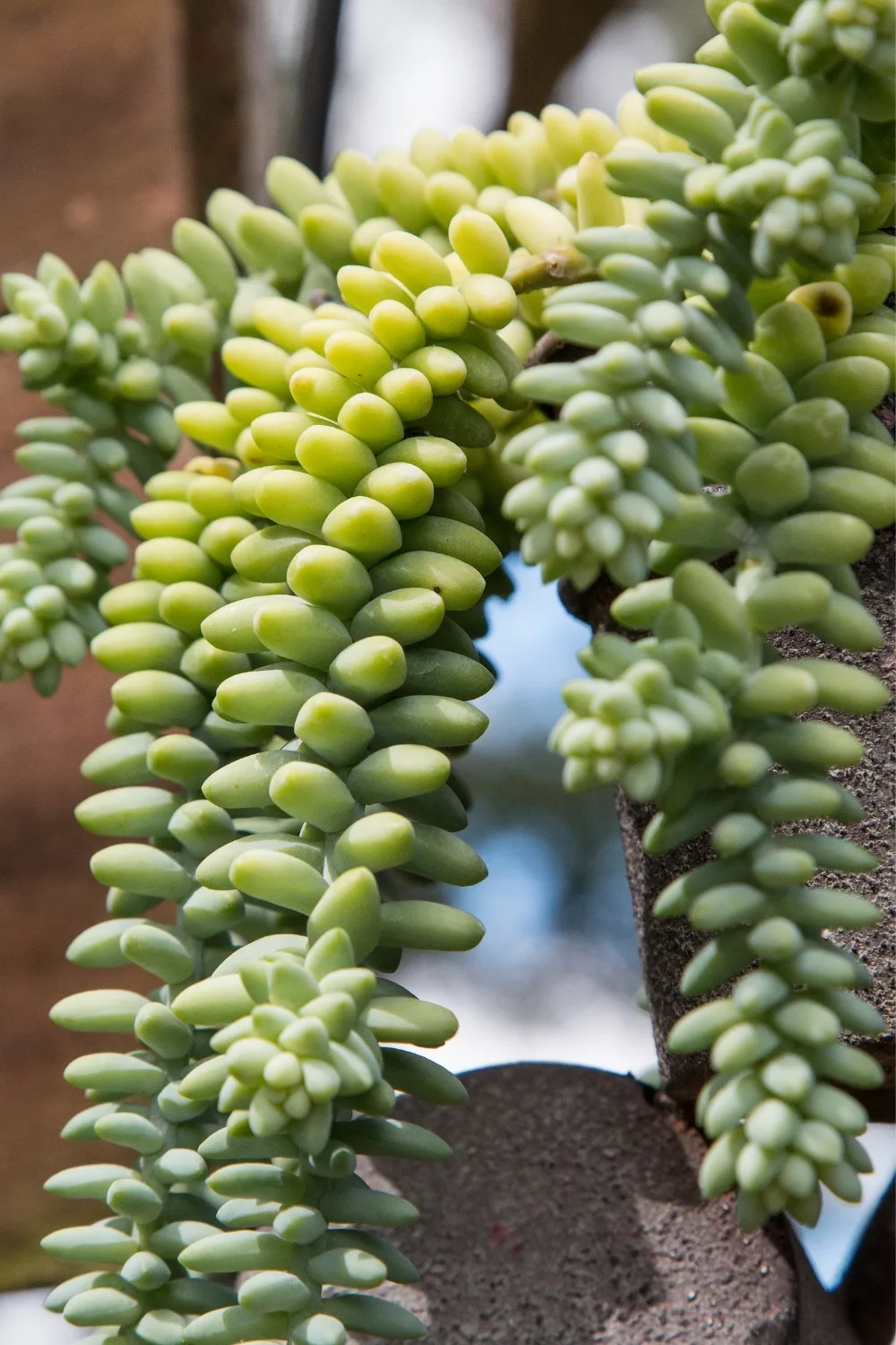 burros-tail