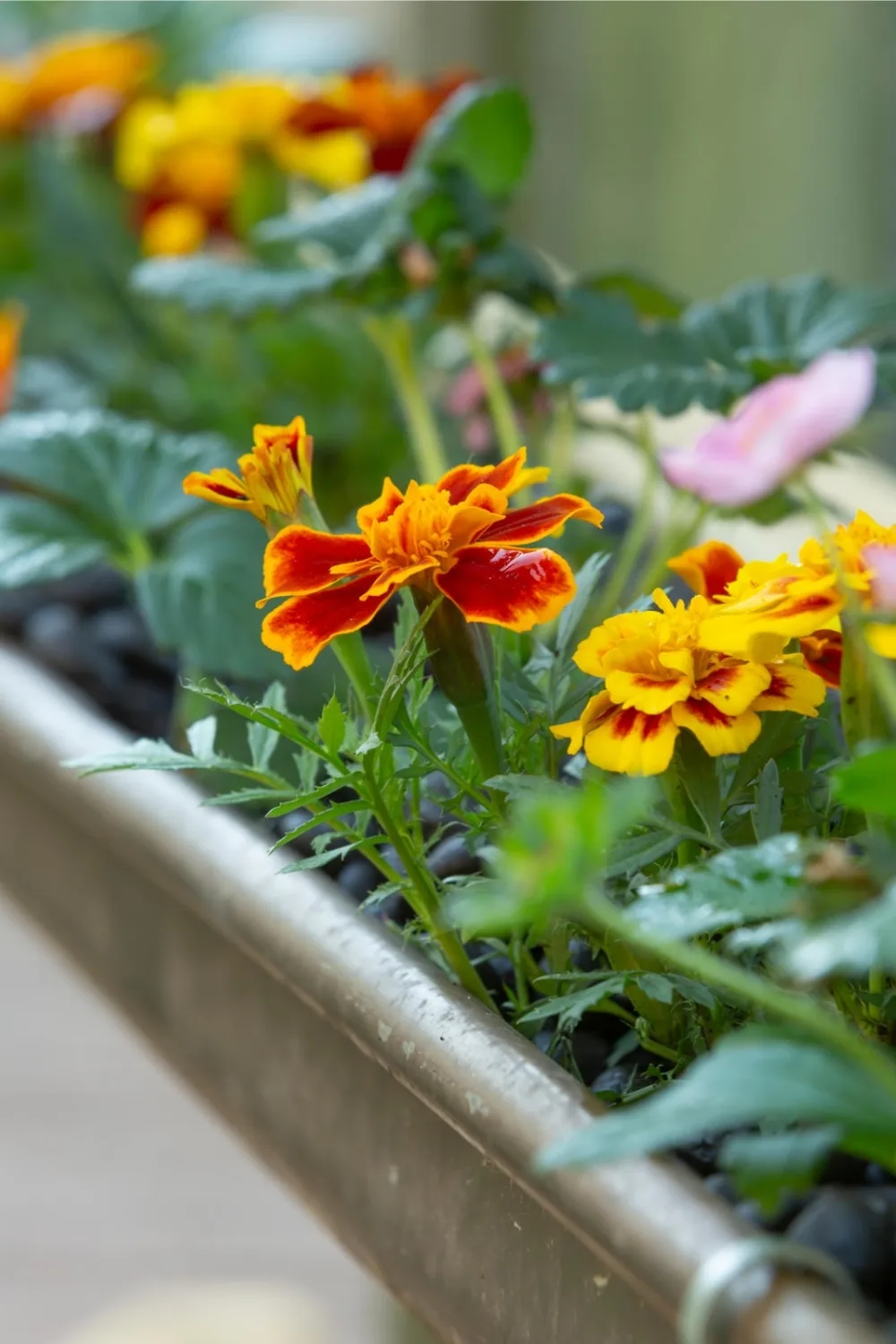 Summer’s gold French marigolds are quick-growing,long-lasting and a bright spot anywhere!