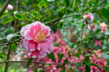 Graham visits Elegans garden