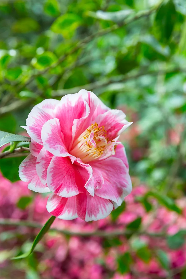 One of the prettiest camellias you can plant is the C.japonica 'Hikaru-Genji', with streaks of pink on white petals that come in many patterns