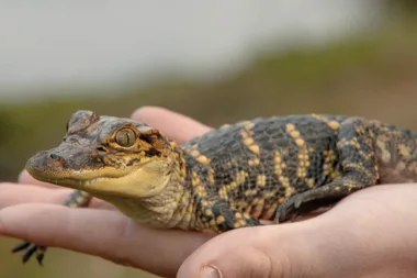 Dr Harry visits the Australian Reptile Park in lockdown
