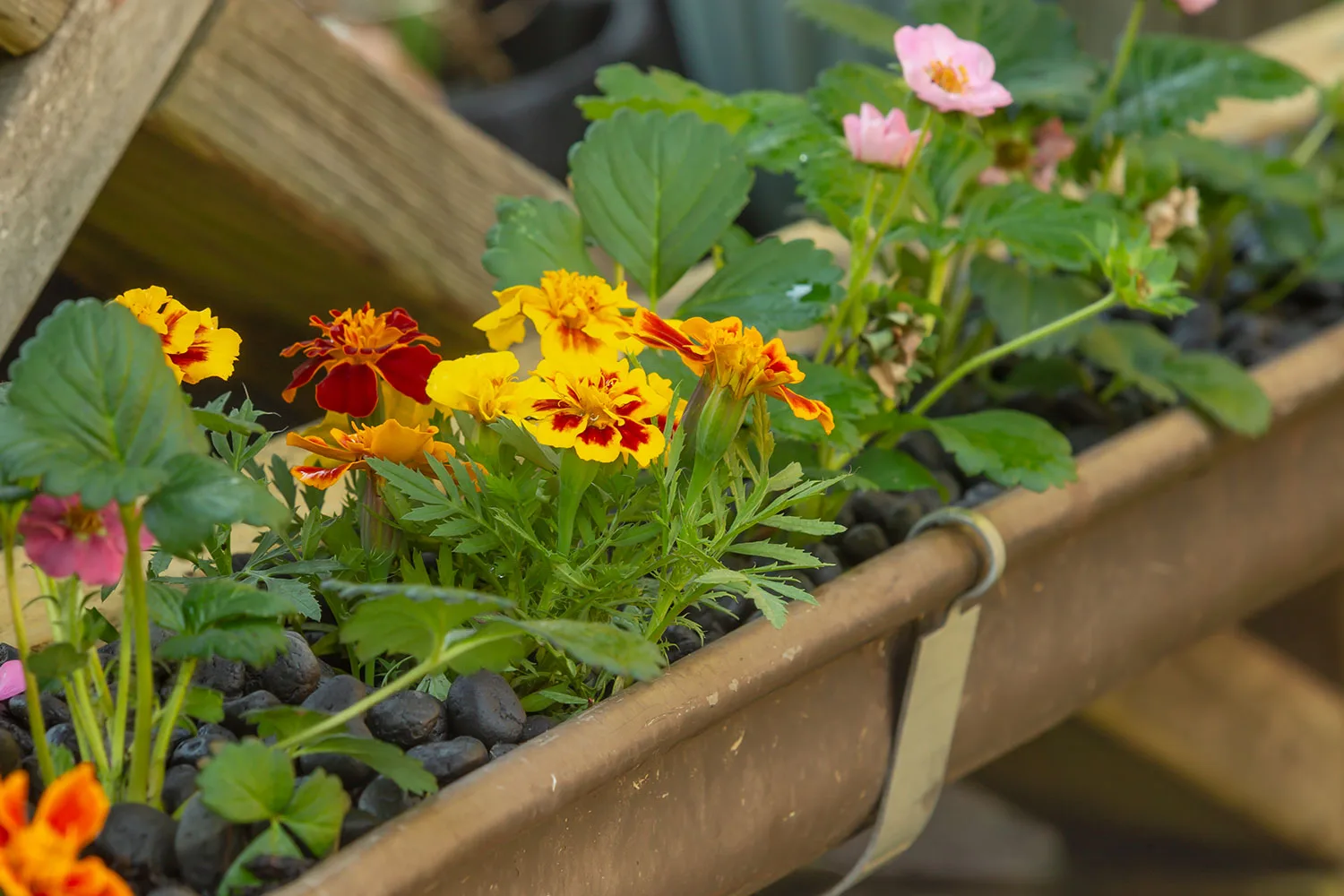 How to make a hydroponic gutter garden