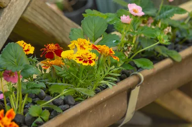 How to make a hydroponic gutter garden