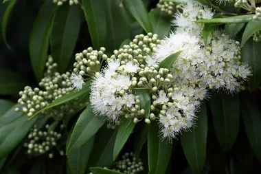 How to grow lemon myrtle
