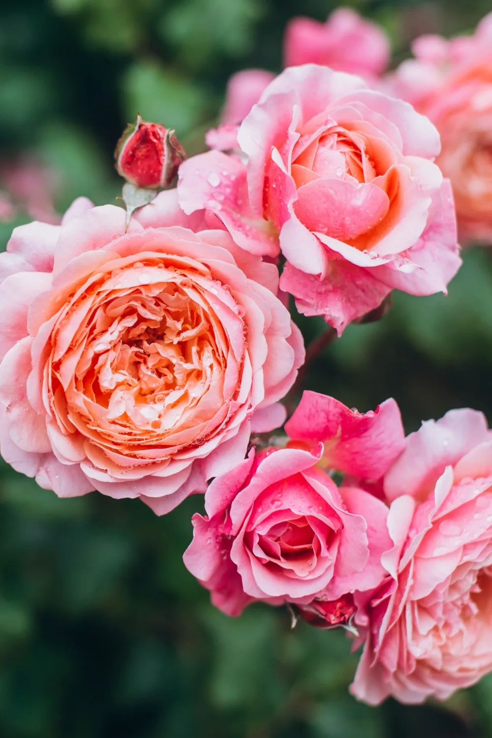 How to grow roses and care
