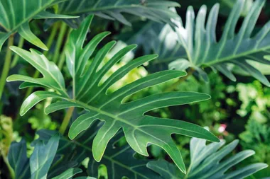 How to grow philodendrum xanadu