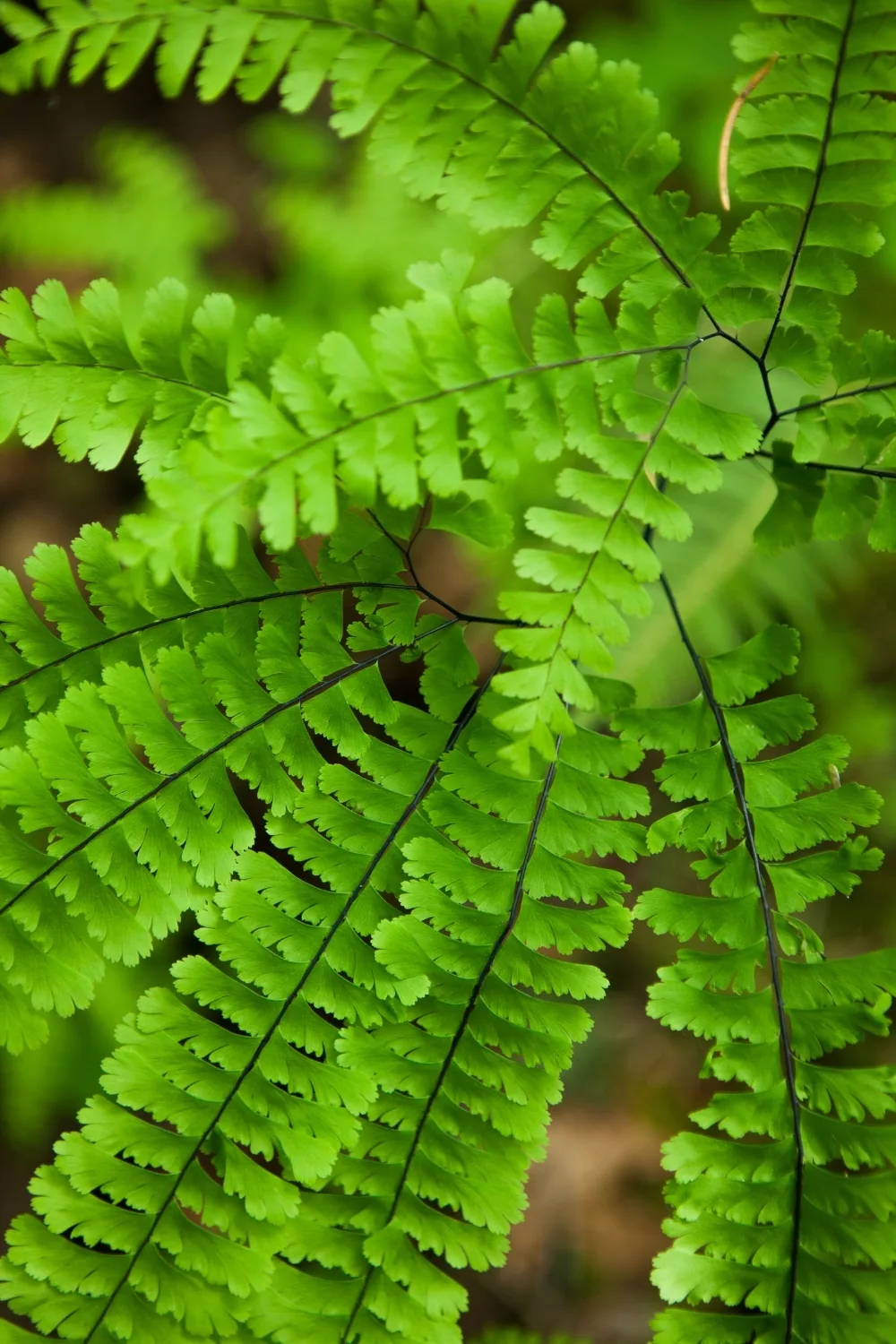 maidenhair-fern