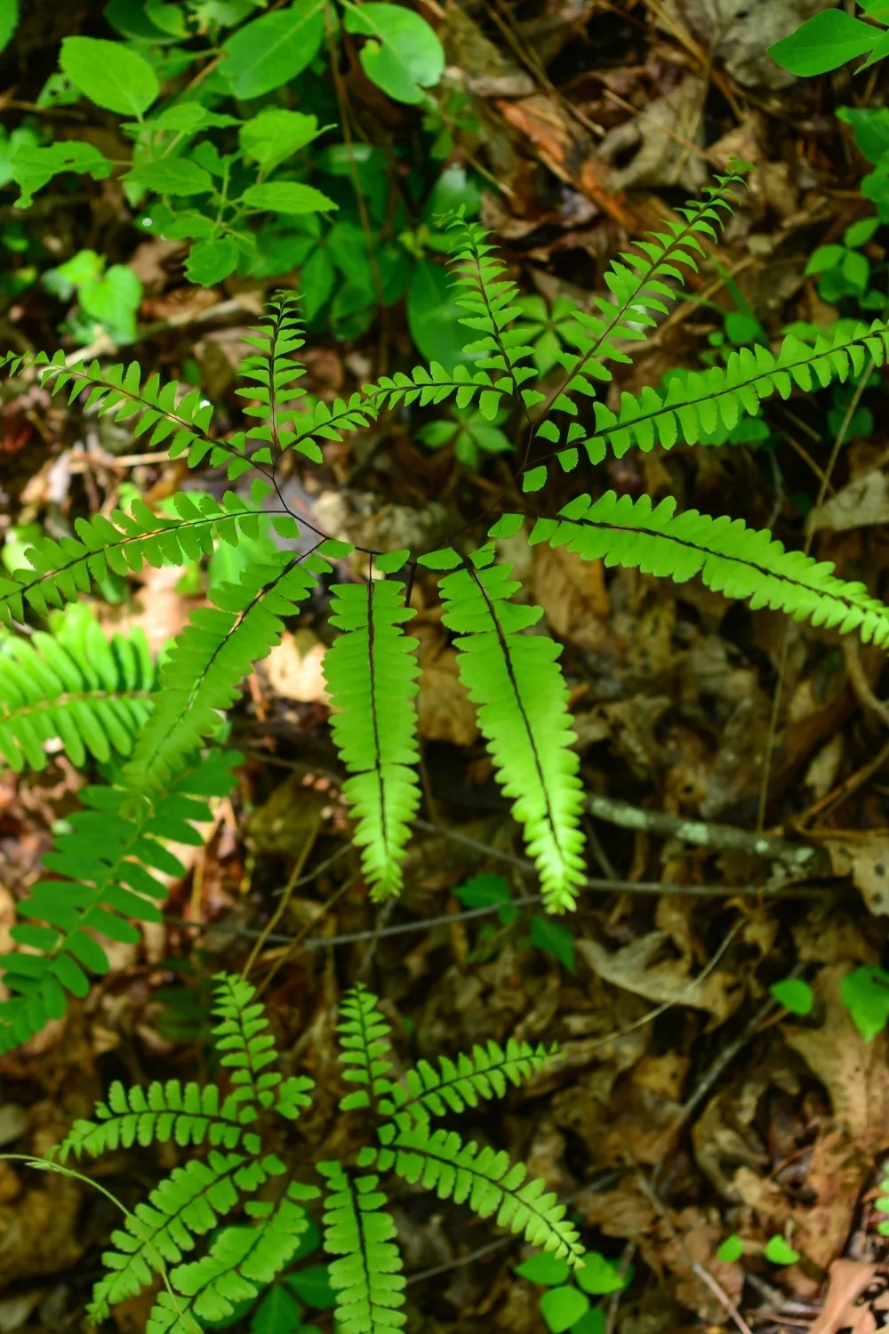 maidenhair-fern