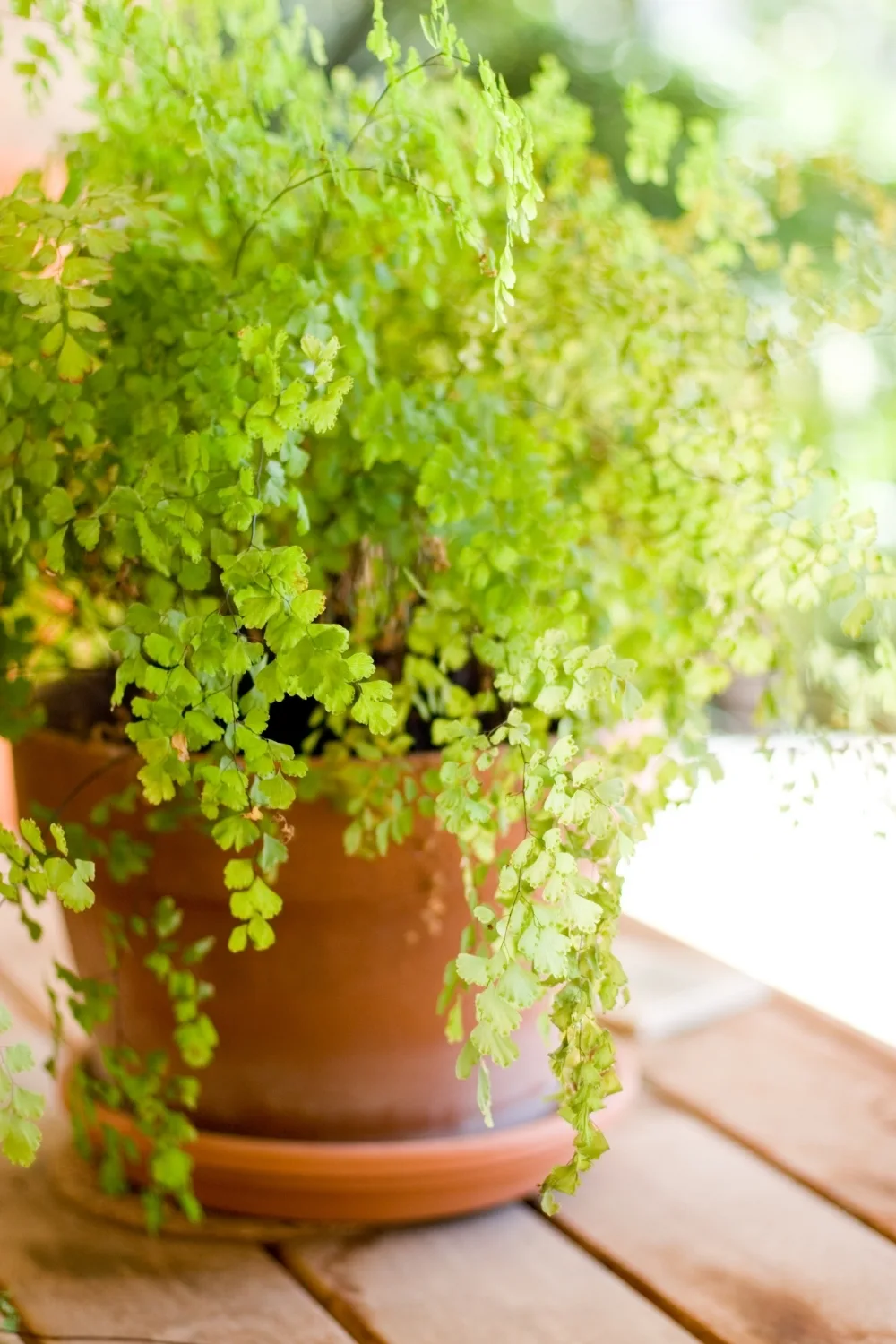 maidenhair-potted