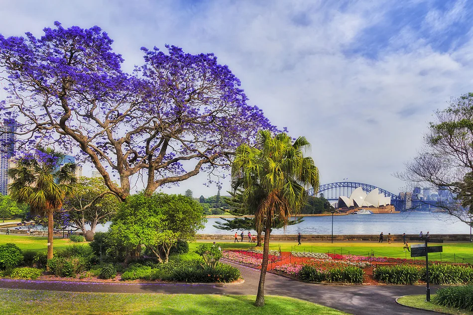 Best places to see Australia’s jacaranda trees this spring | Better ...