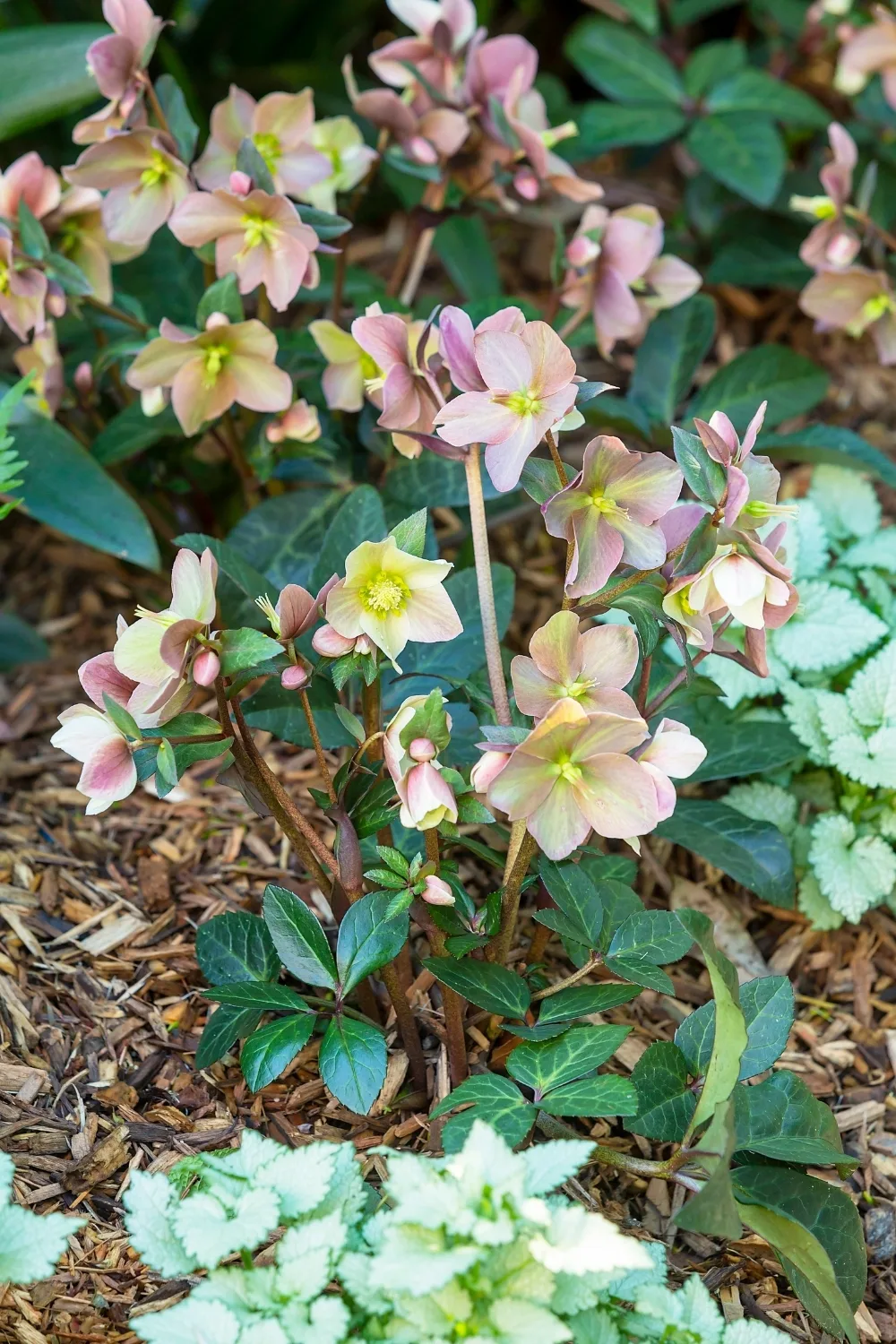 hellebores.