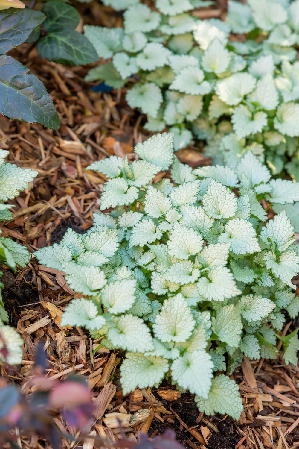 Lamium