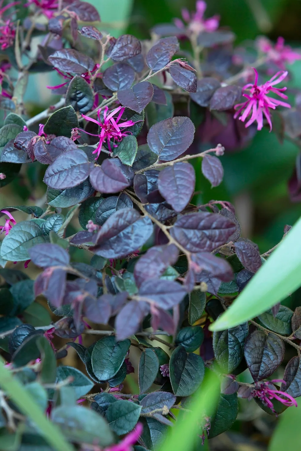 Chinese fringe flower