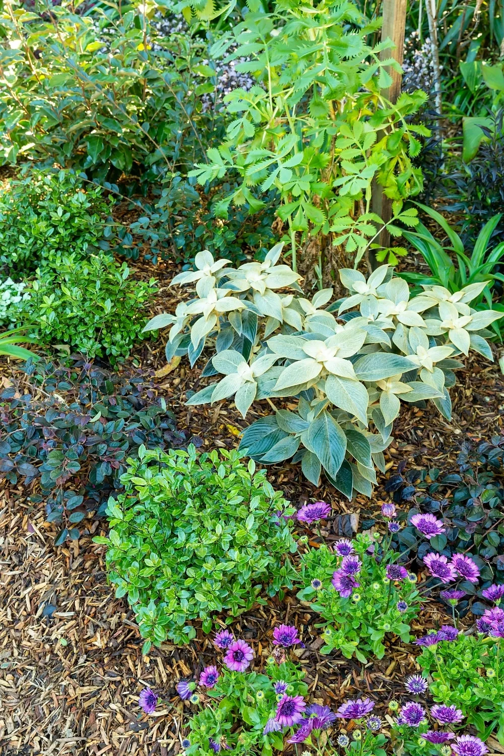 strobilanthes’ silvery leaves