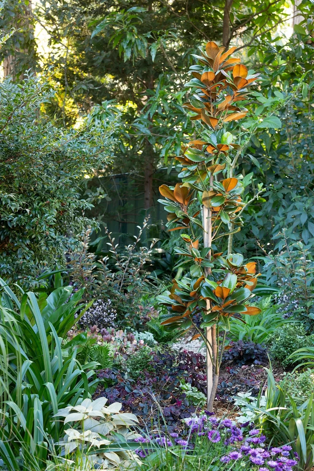Magnolia ‘teddy bear’