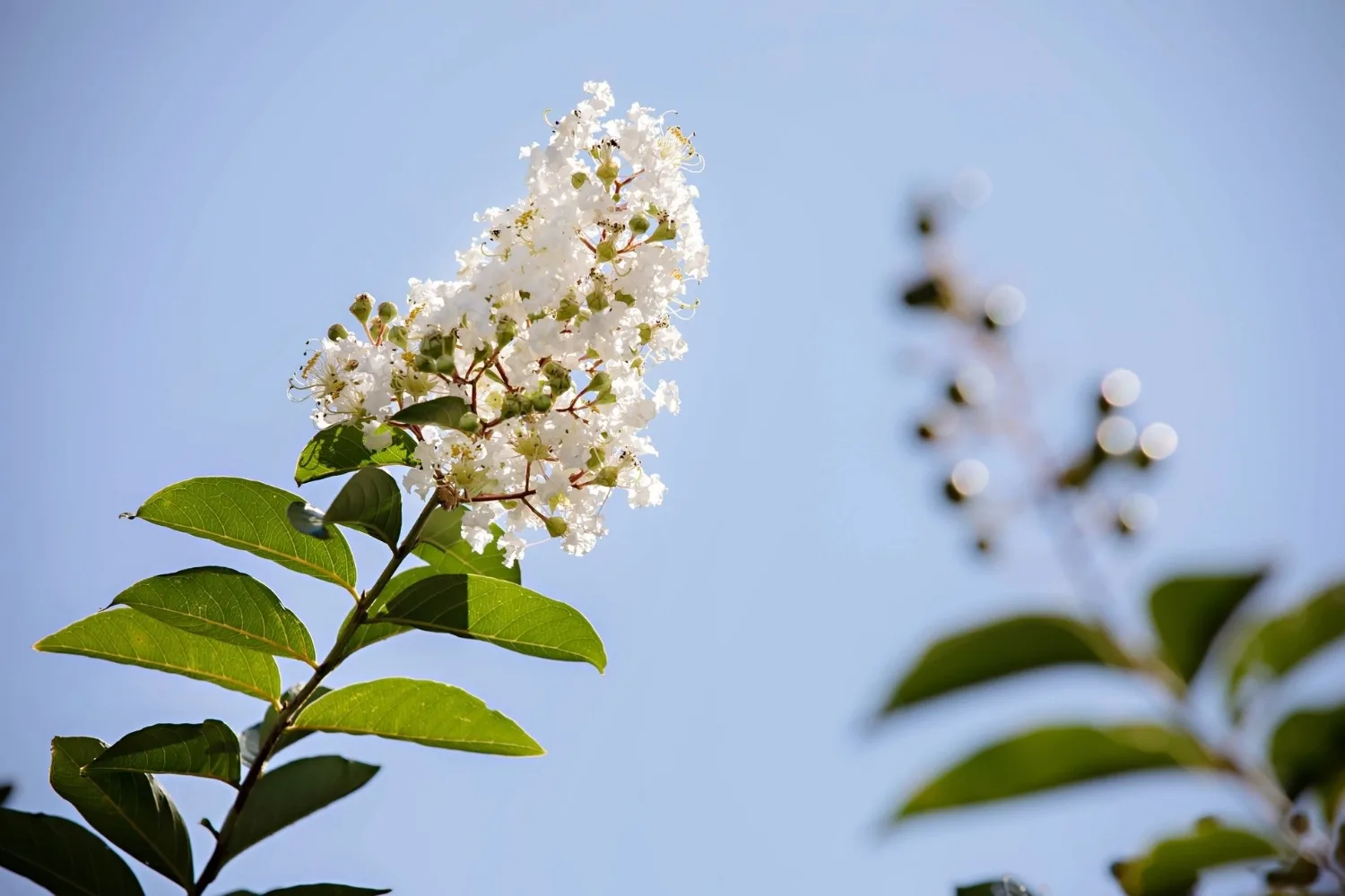 How to grow white crepe myrtle