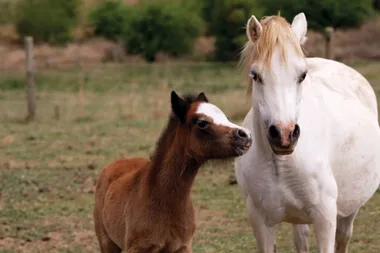 Meet Dr Harry’s baby farm animals