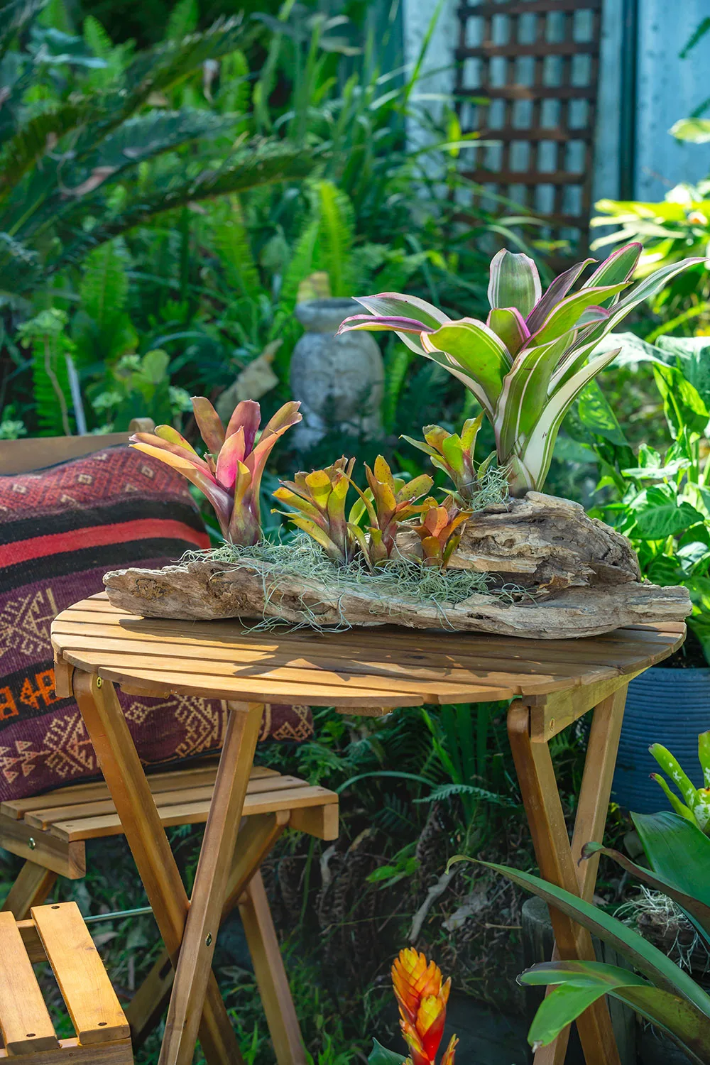 Bromeliads mounted on to wood