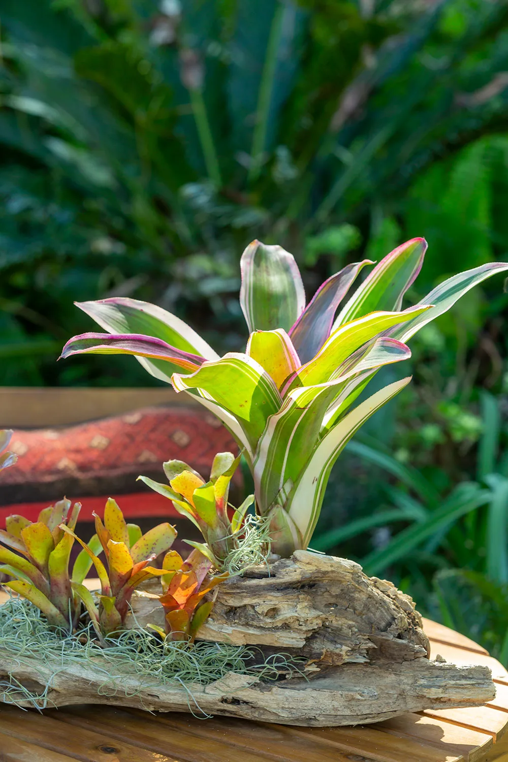 Bromeliads mounted on driftwood