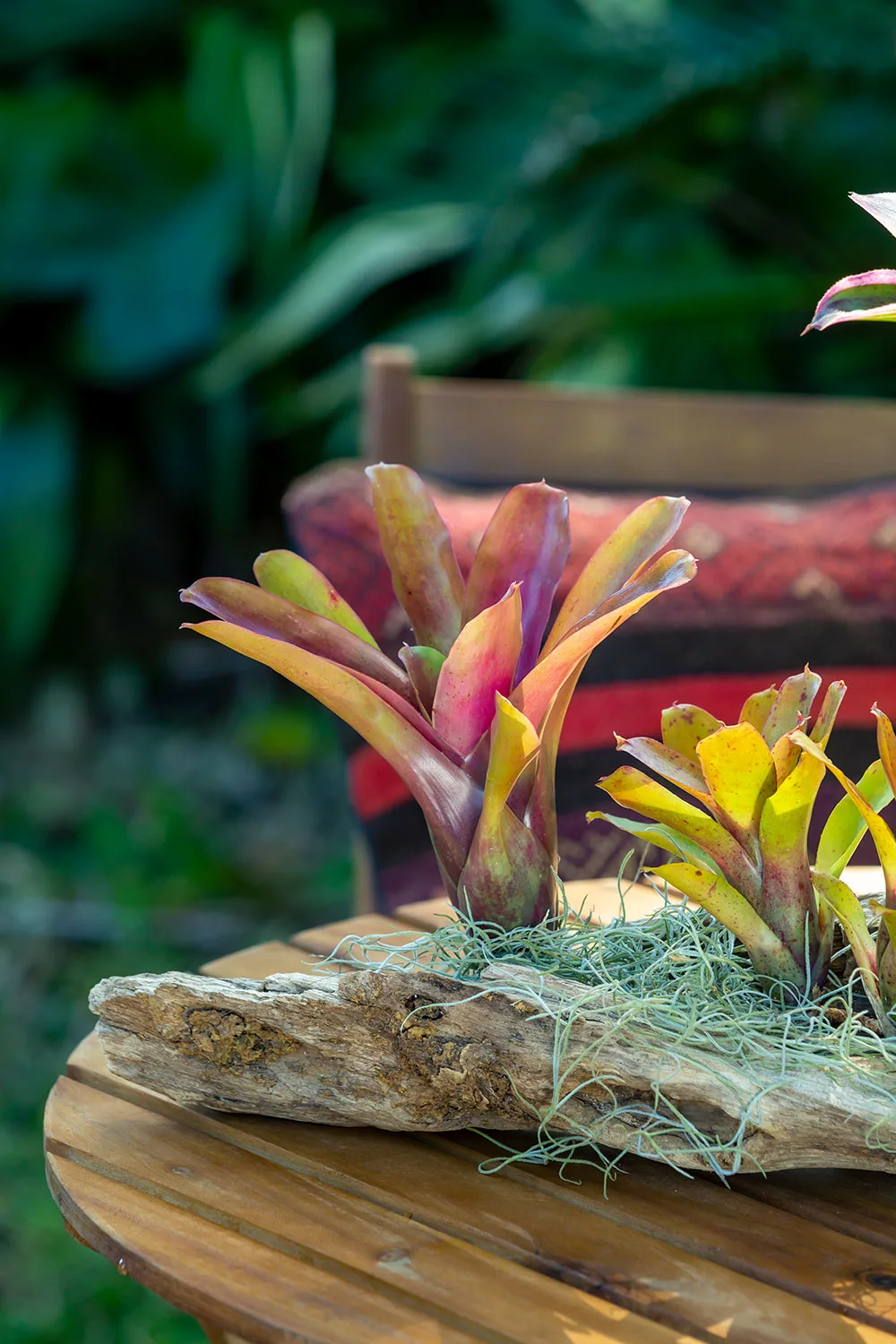 Bromeliads mounted on driftwood