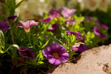 3 gardening projects you can do in a weekend