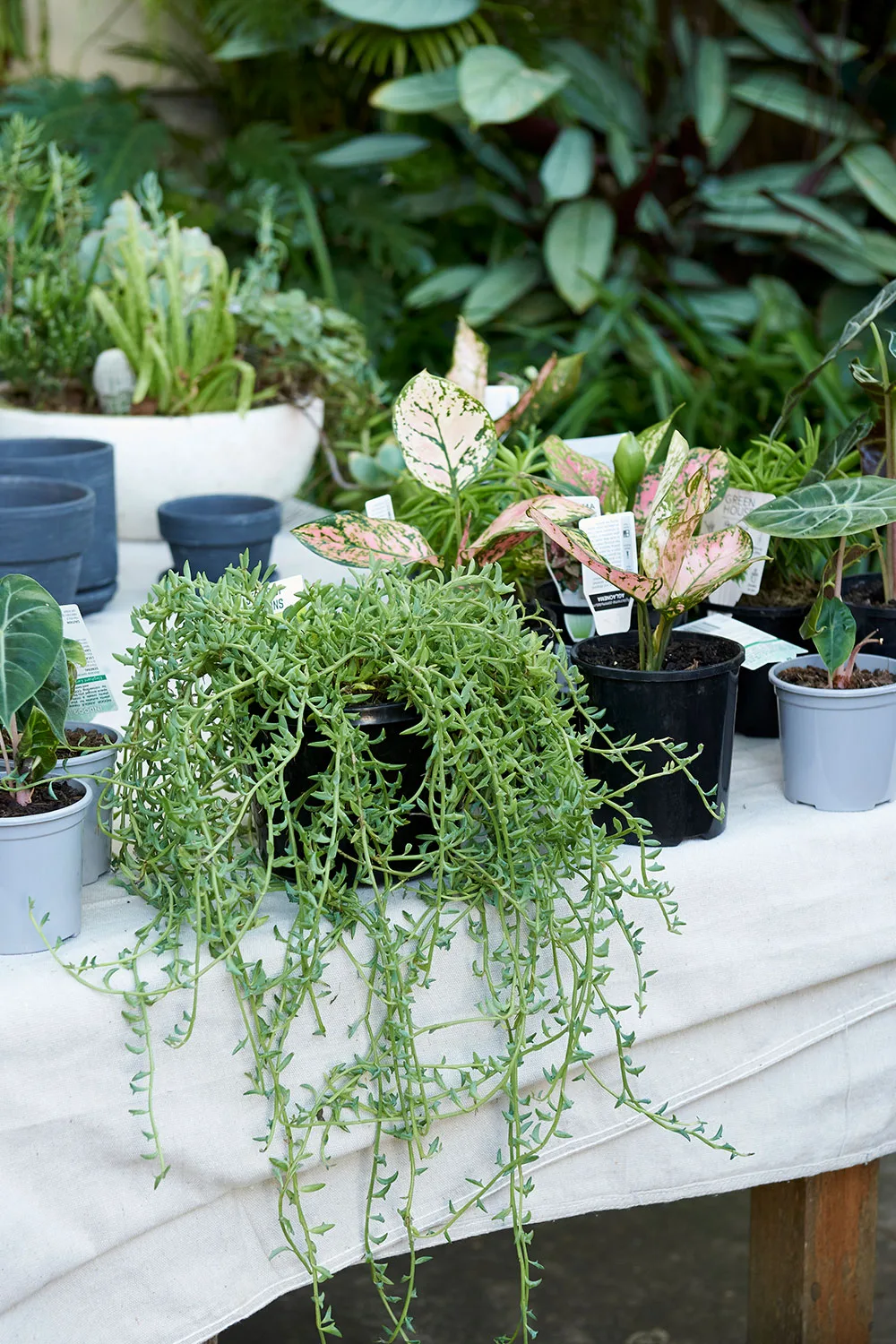 Indoor plants