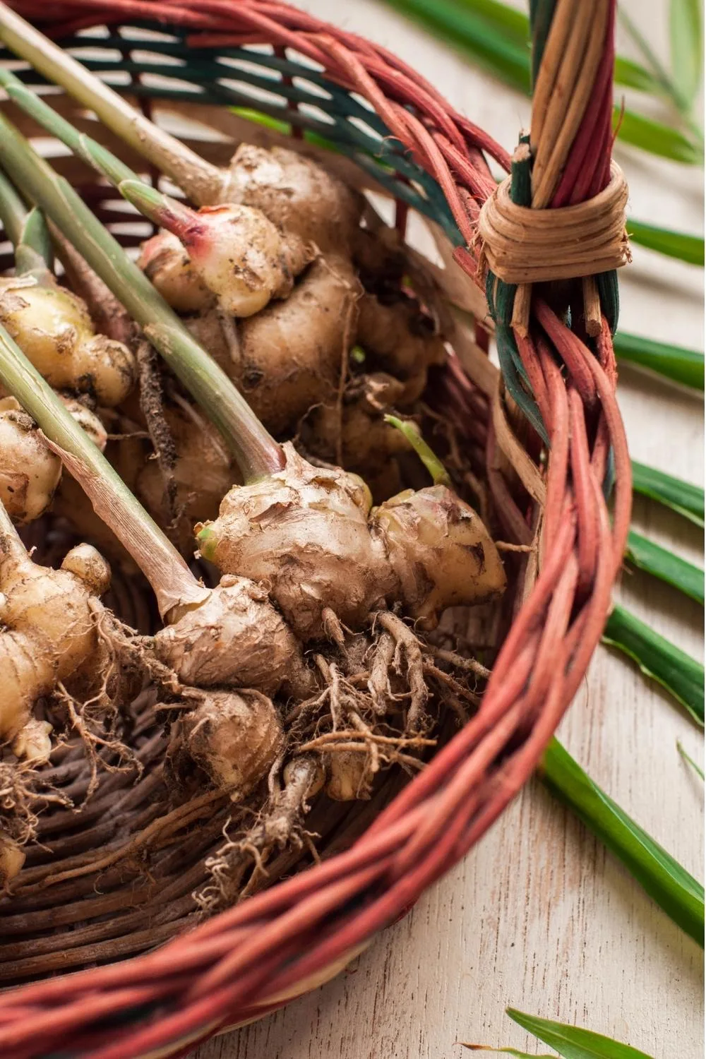 How to grow ginger