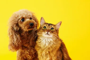Top 15 Pet Names of 2021