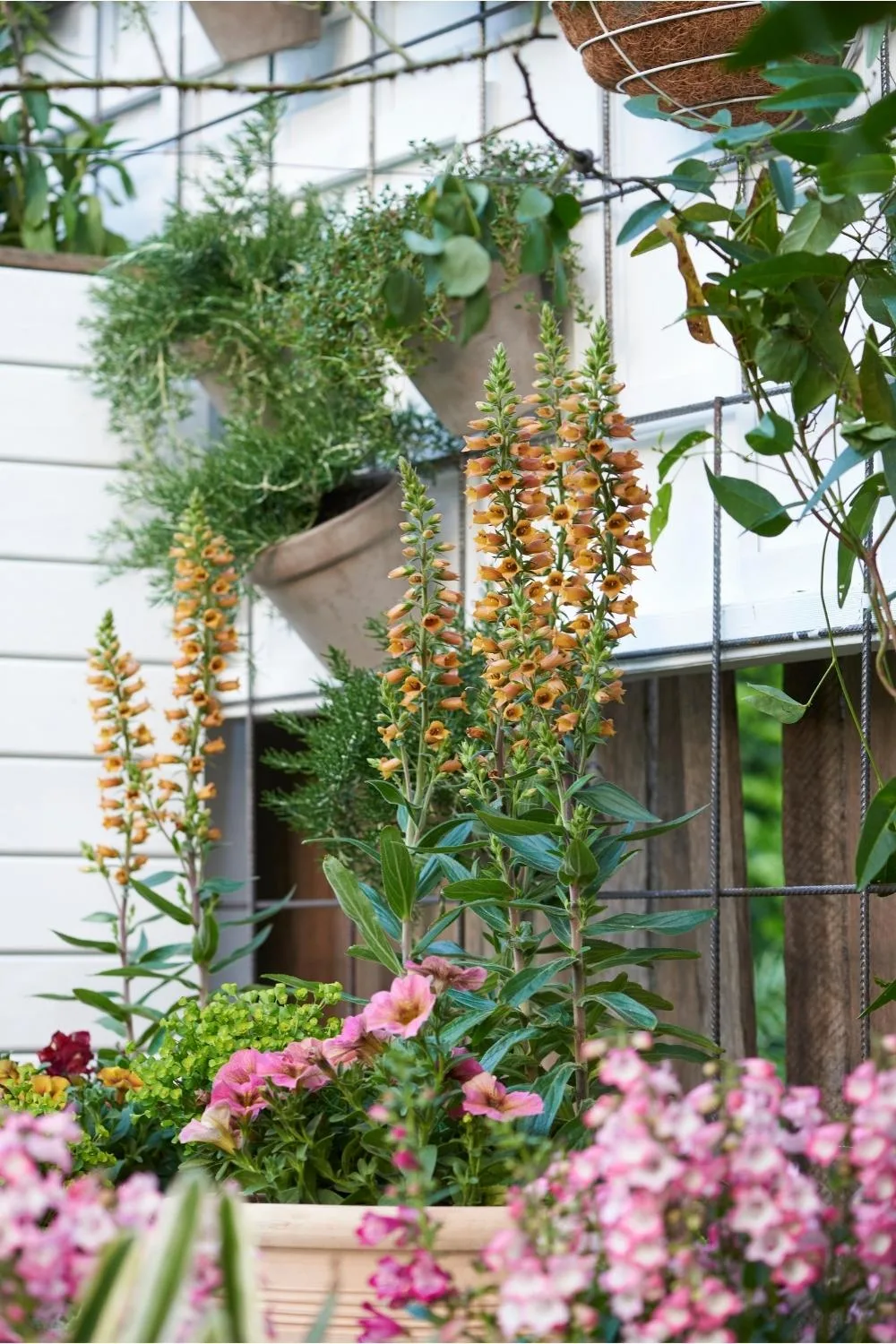 Penstemons