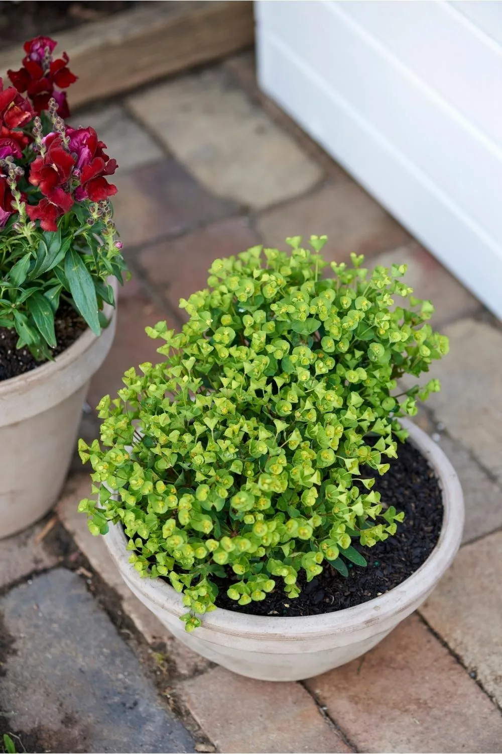 Euphorbia