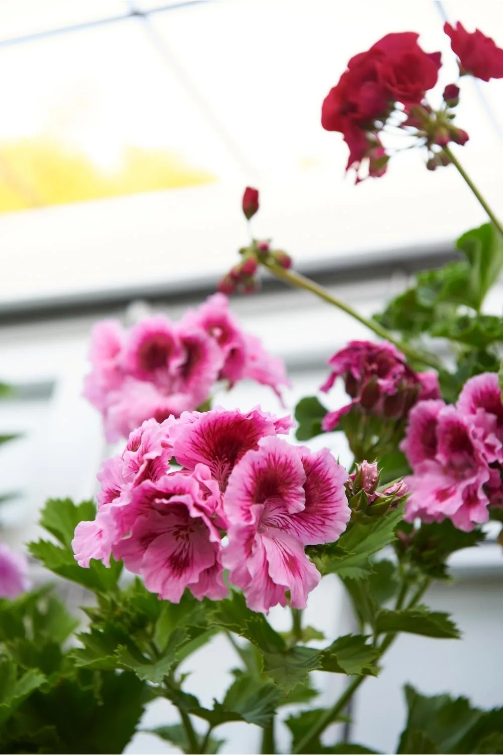 geraniums