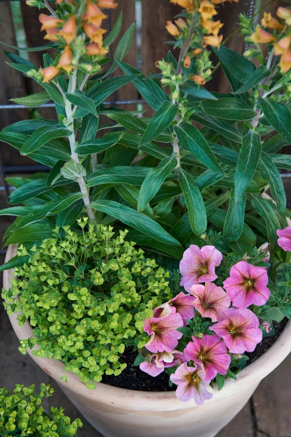 Pink calibrachoas