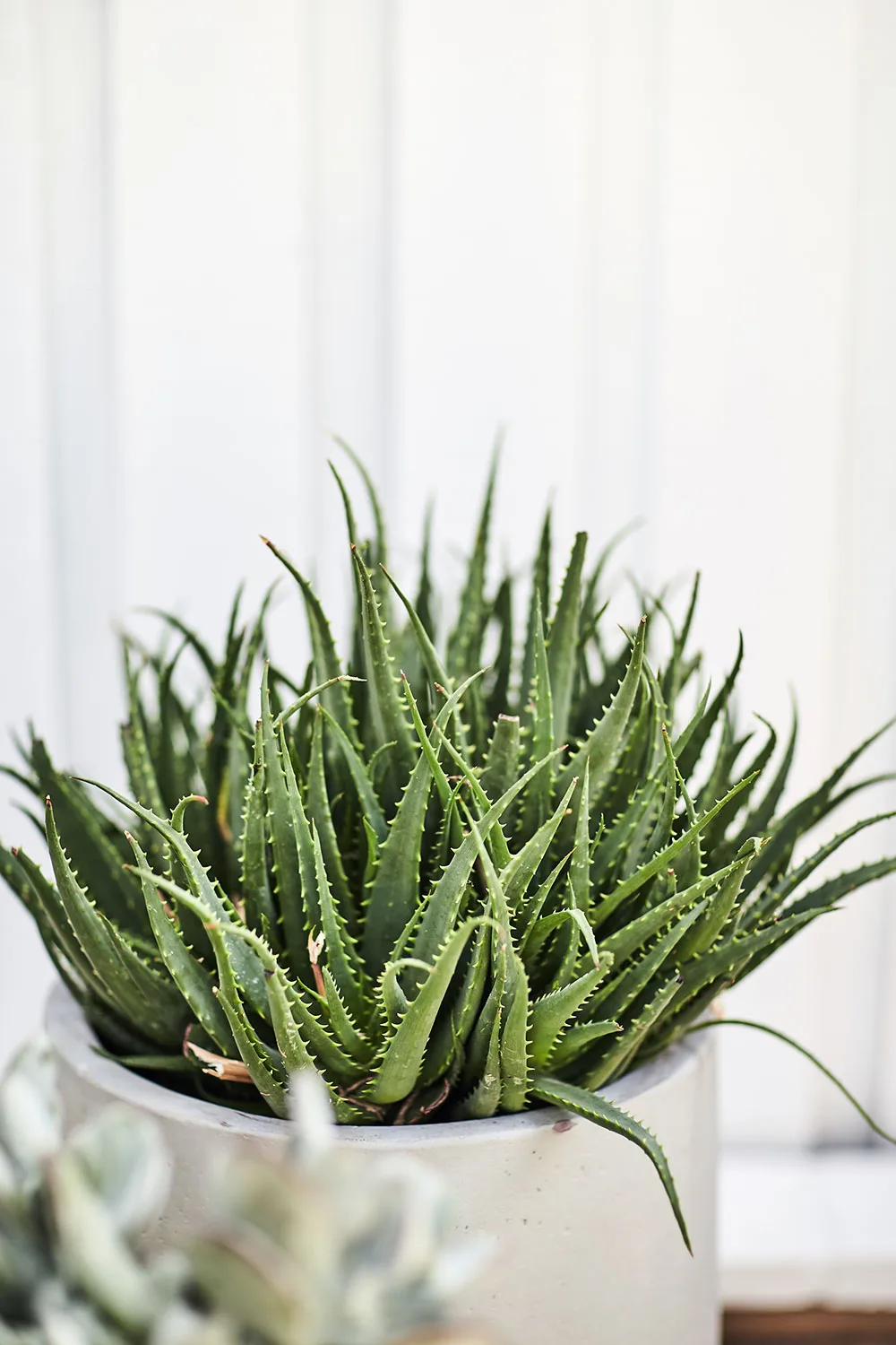 Aloe
