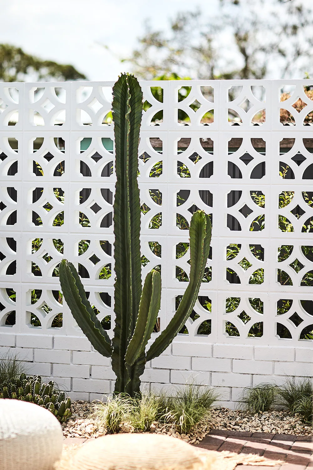 Giant cardon