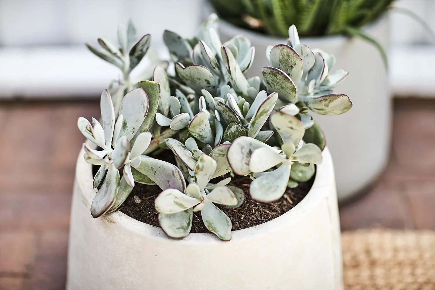 Kalanchoes